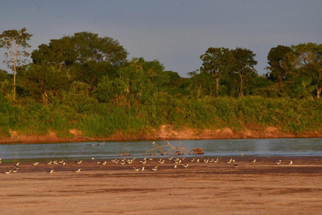 Rio Araguaia em Nova Crixás atinge menor nível histórico para agosto