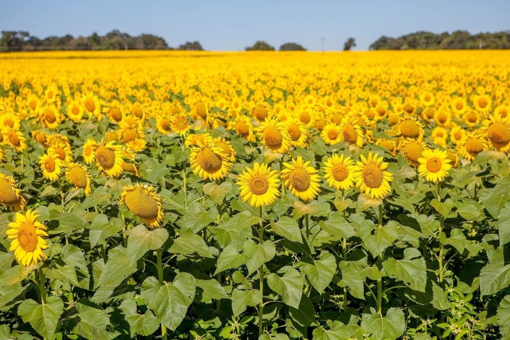 AAA Girassol - Crédito Fredox Carvalho
