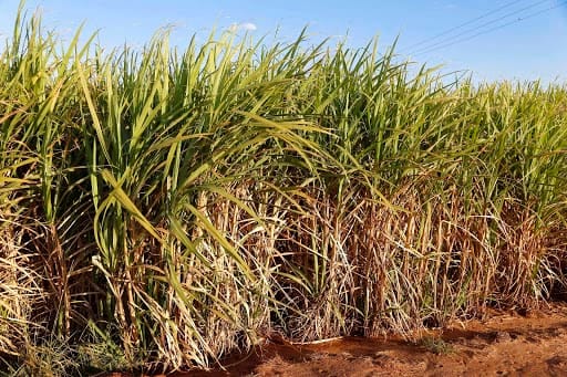 Cana-de-açúcar