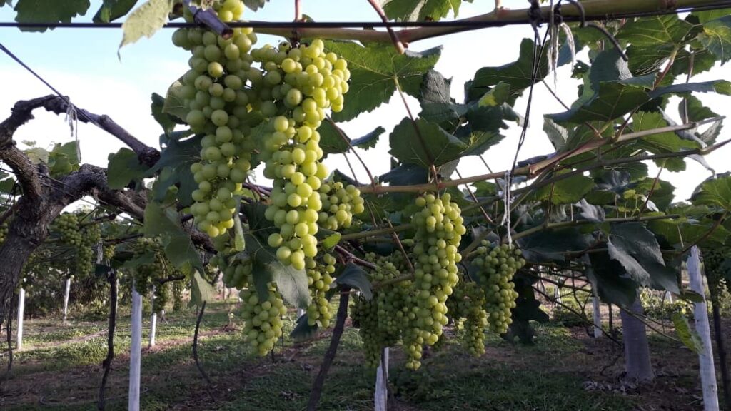Uvas_Ipameri_plantacao