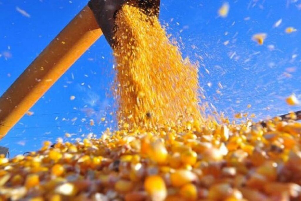 Goiás fecha 2024 com recordes no agronegócio e consolida posição de destaque nacional e internacional - Colheita de milho