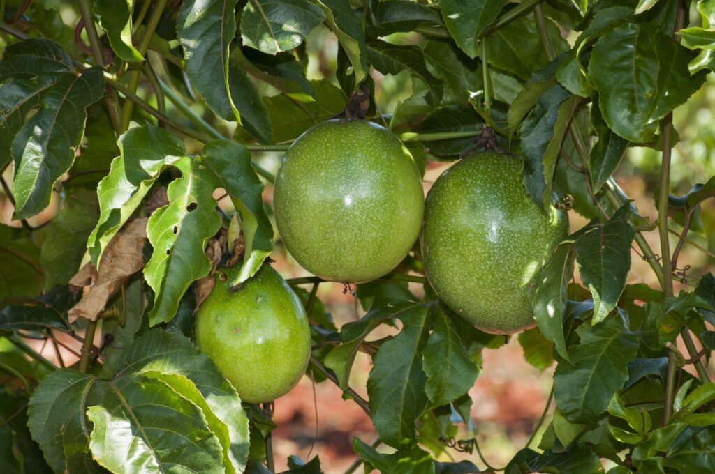 Emater na lista do Pronaf