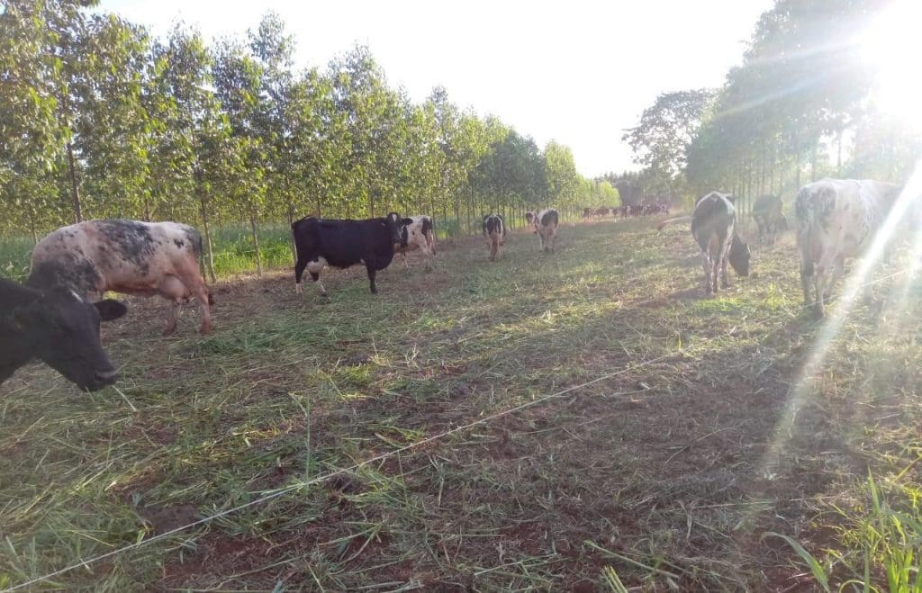 EMATER-PECUARISTA-SISTEMA ILPF 2