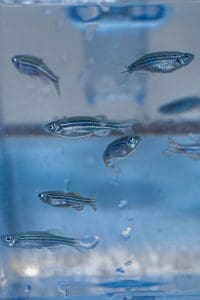 FAPEG-NANOPLASTICO 2