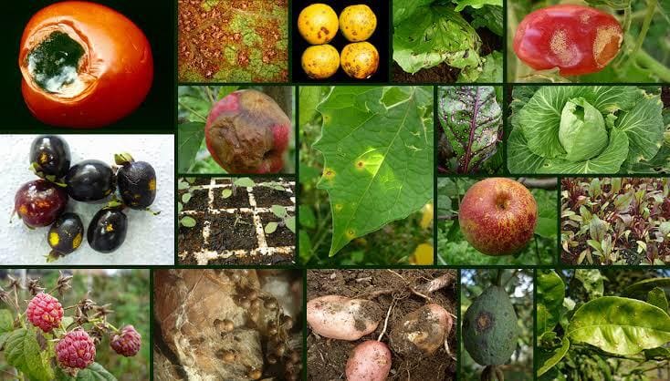 FAPEGE- CEBIO-CONTROLE DE DOENCAS