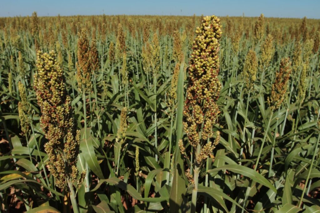 sorgo_plantação