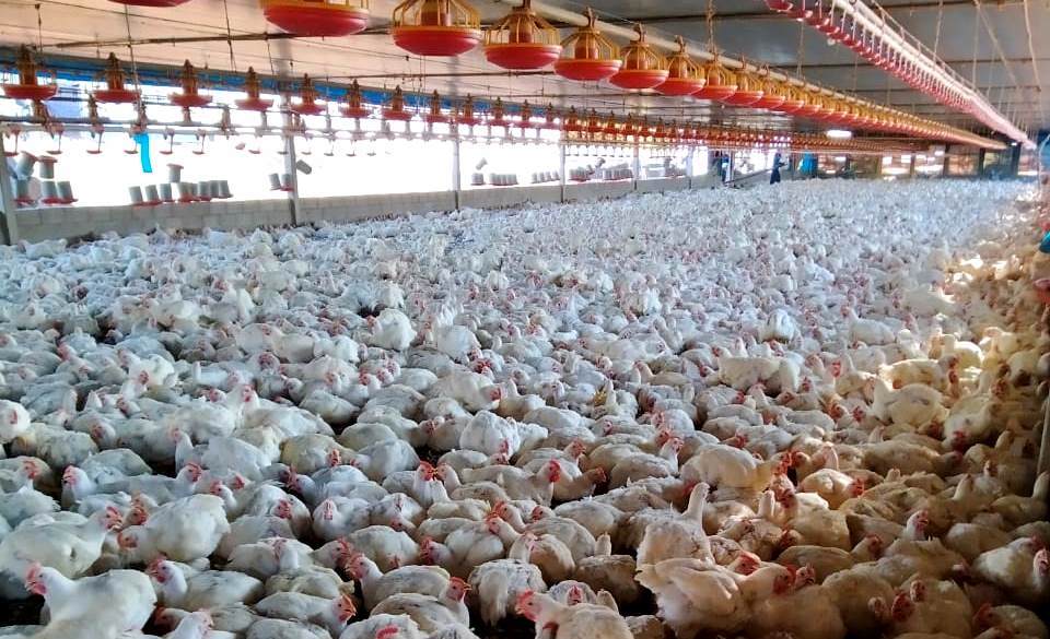 Goiás registra mais de 22,8 milhões de bovinos no primeiro semestre de 2025 - plantel de aves