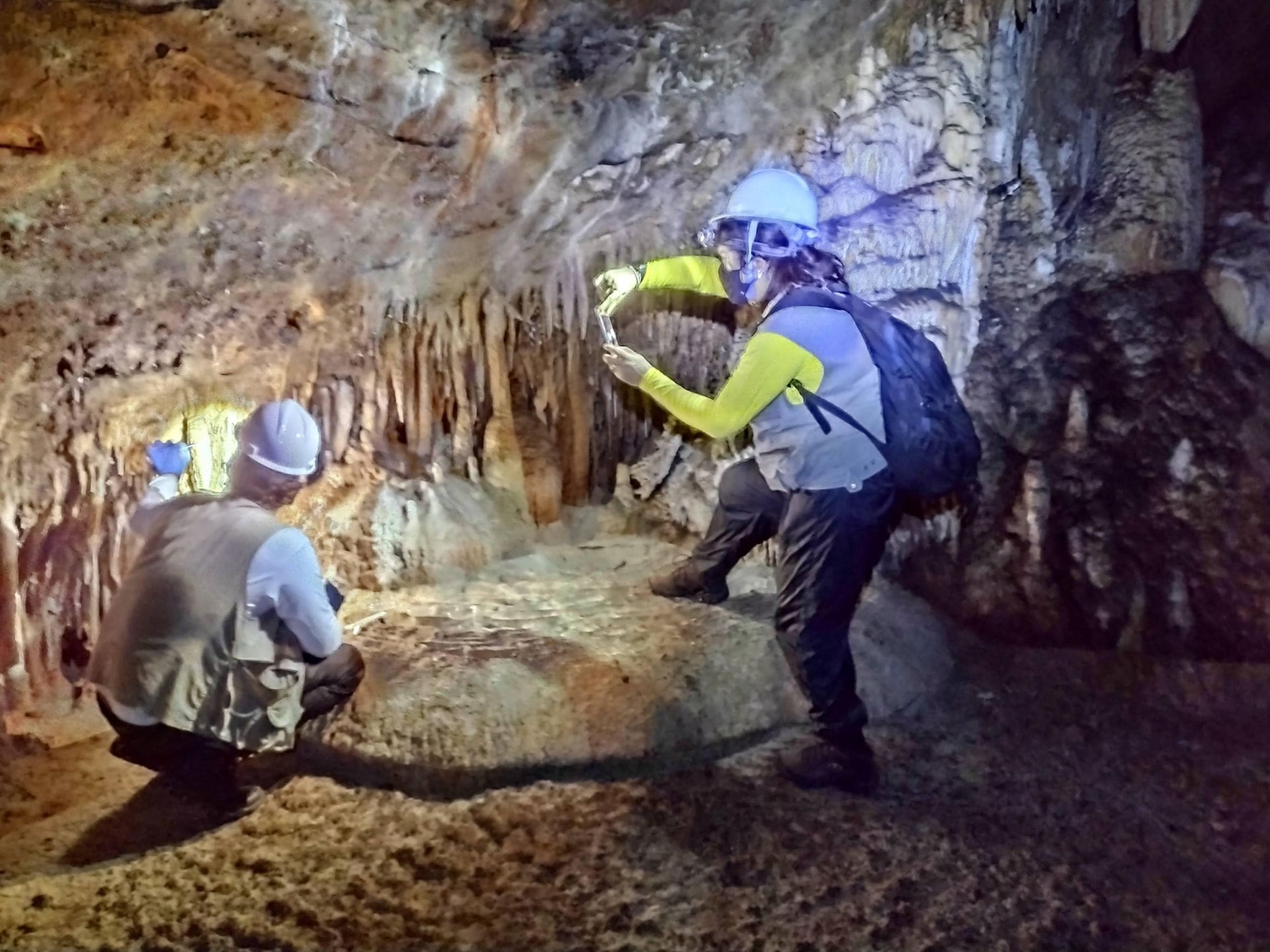 Pesquisadores da UEG descobrem novas espécies de cogumelo e bolor
