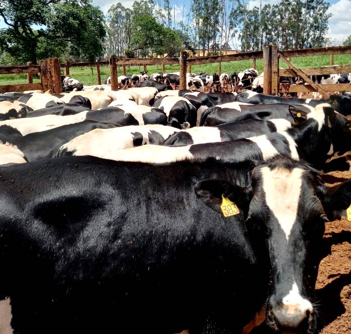 Fazenda certificadada como livre de brucelose e tuberculose