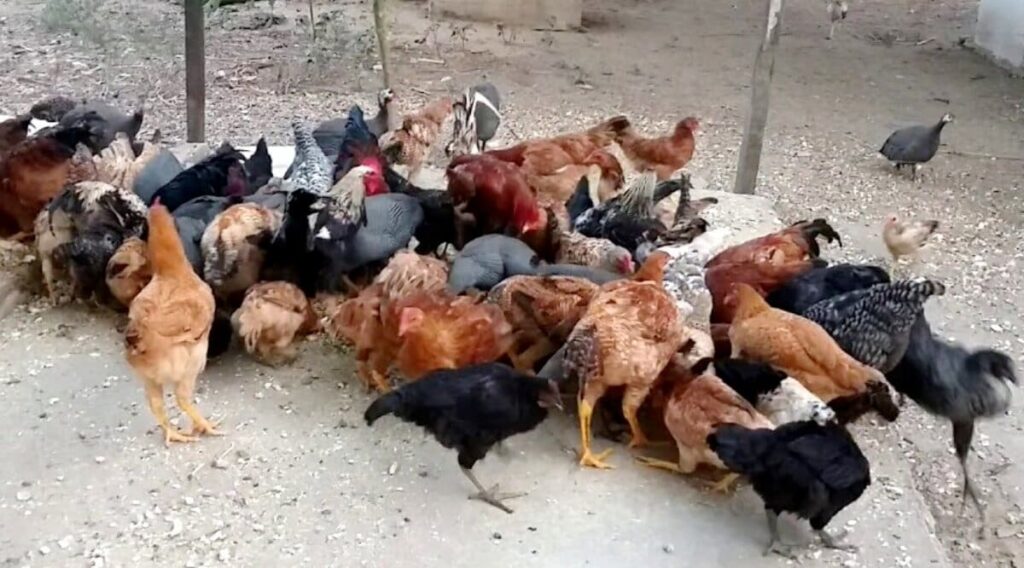 Agrodefesa amplia Plano de Vigilância Sanitária para doenças aviárias como Influenza Aviária e doença de Newcastle