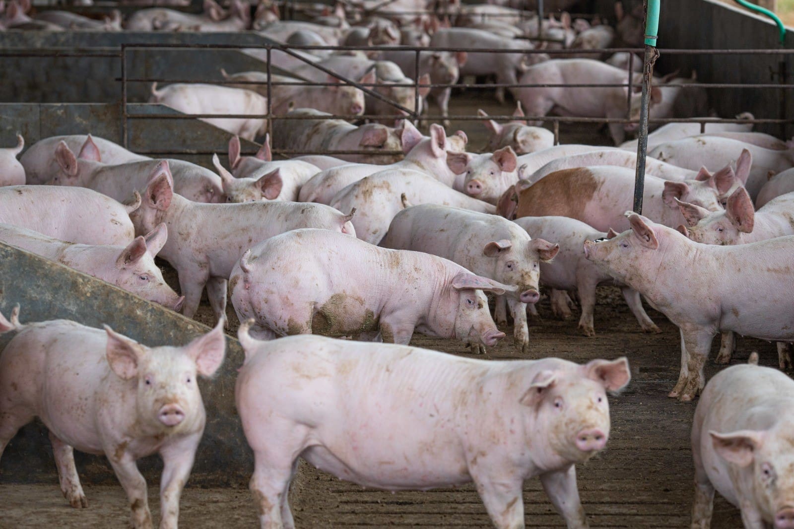 Goiás registra mais de 22,8 milhões de bovinos no primeiro semestre de 2025 - criação de suínos