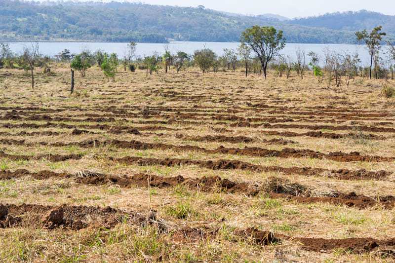 Parques Altamiro e João Leite recebem mais de 1,6 milhão de mudas nativas