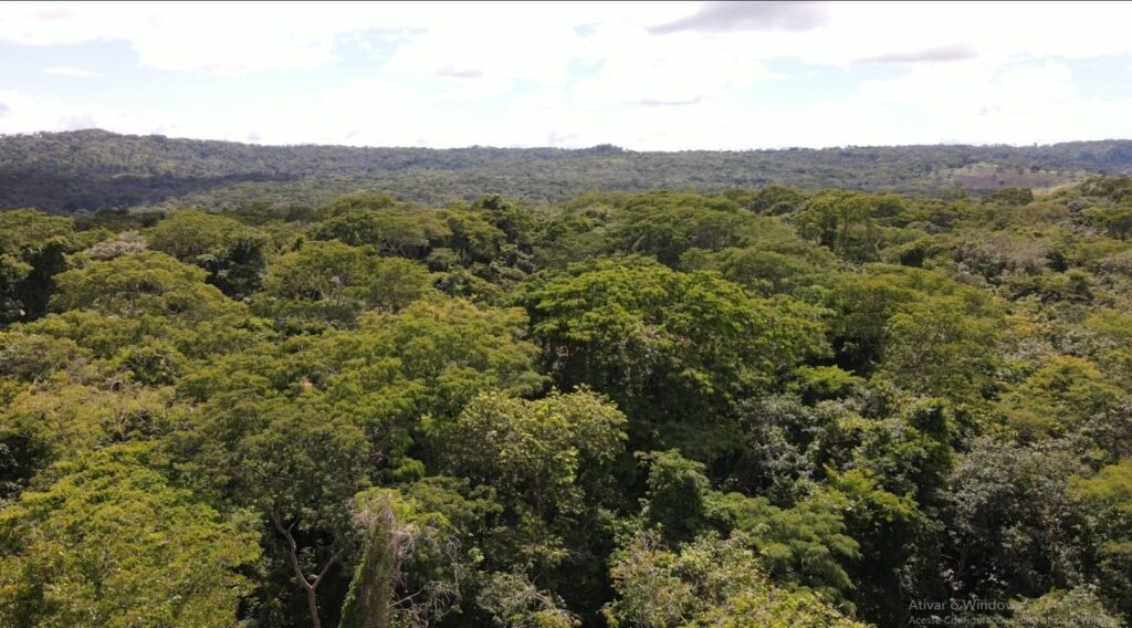 Parques Altamiro e João Leite recebem mais de 1,6 milhão de mudas nativas