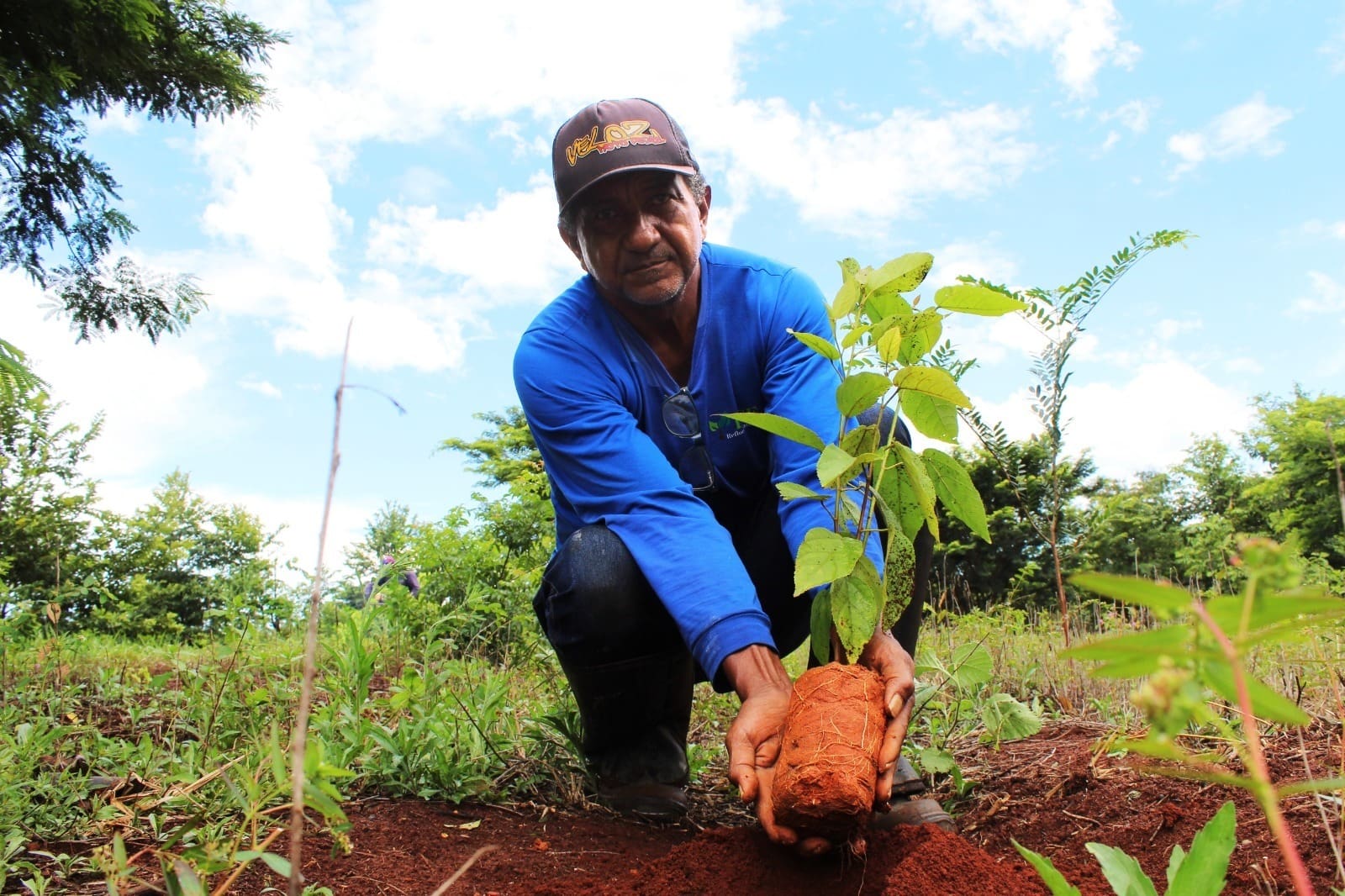 Parques Altamiro e João Leite recebem mais de 1,6 milhão de mudas nativas