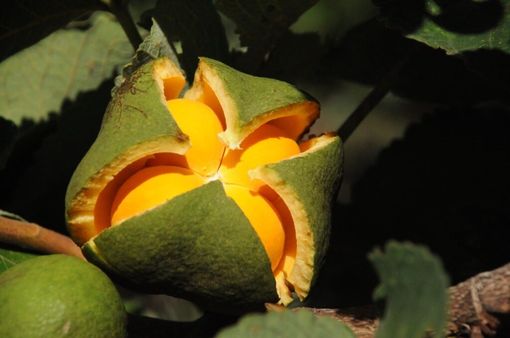 Pequi ganhou um dia em Goiás para chamar de seu