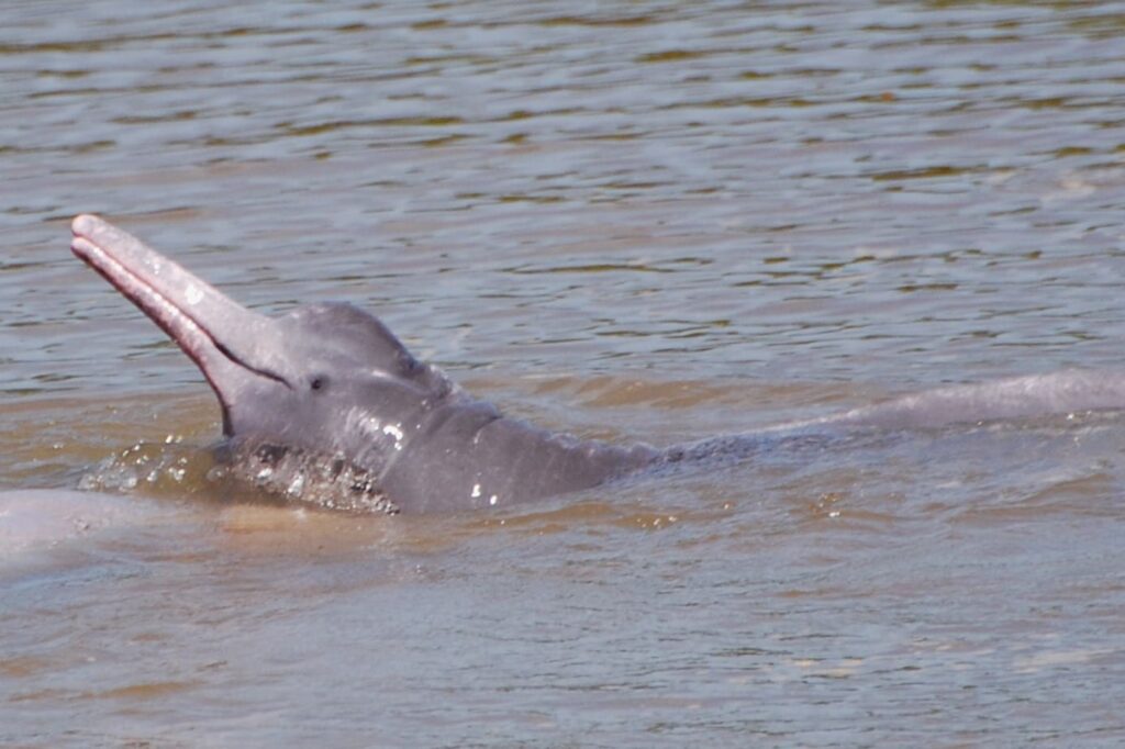 Boto-do-Araguaia é umas espécies da fauna de Goiás com risco de extinção