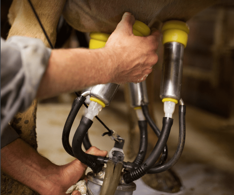 Divulgado índice de preços de derivados lácteos em julho