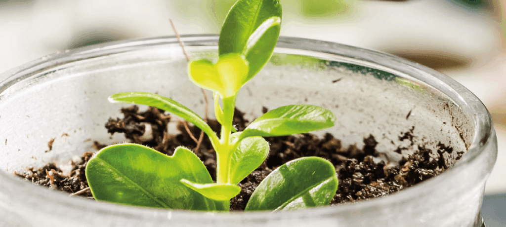 Agro em Dados chega à sua 50ª edição com conteúdo especial e destaque para bioinsumos