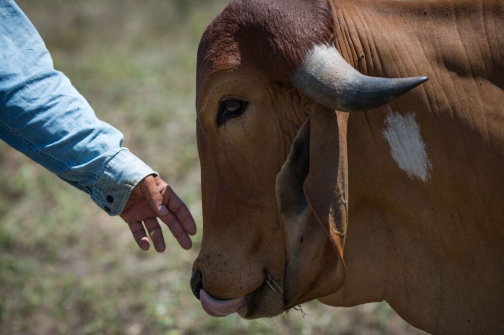 Boi no campo_Agrodefesa