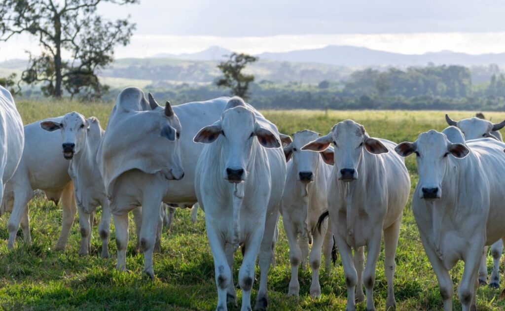 Balança comercial goiana registra alta de 19,5% nas exportações em 2023
