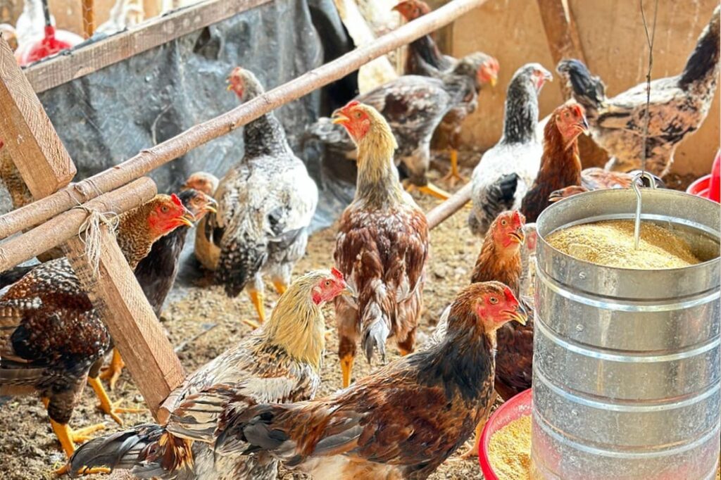 criação de galinha caipira