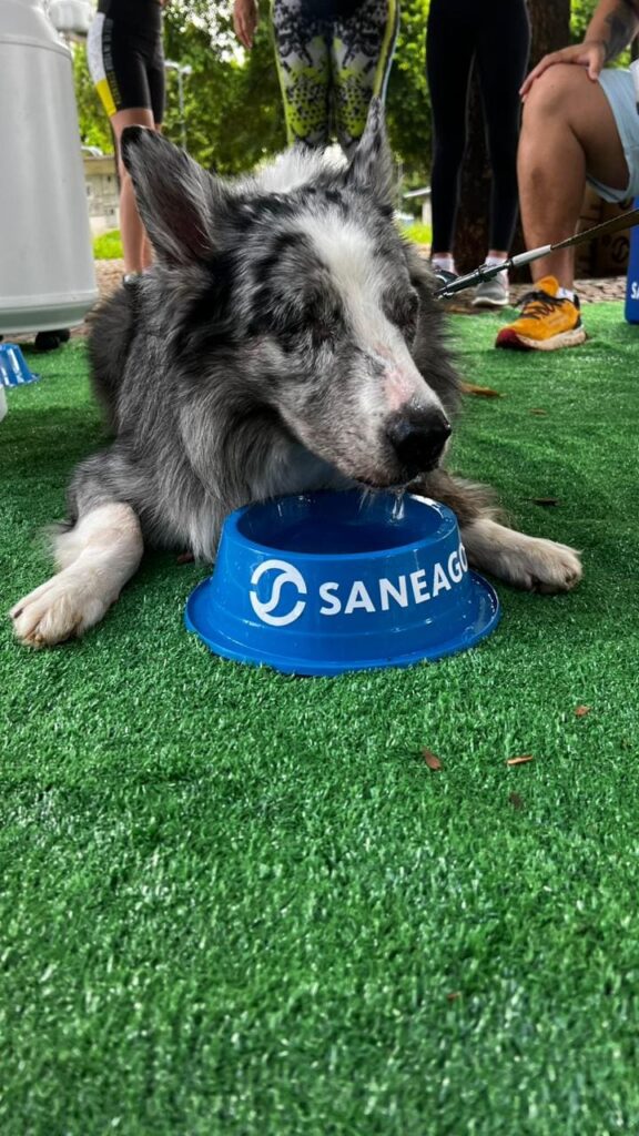 Cachorro bebendo água distribuída pela Saneago