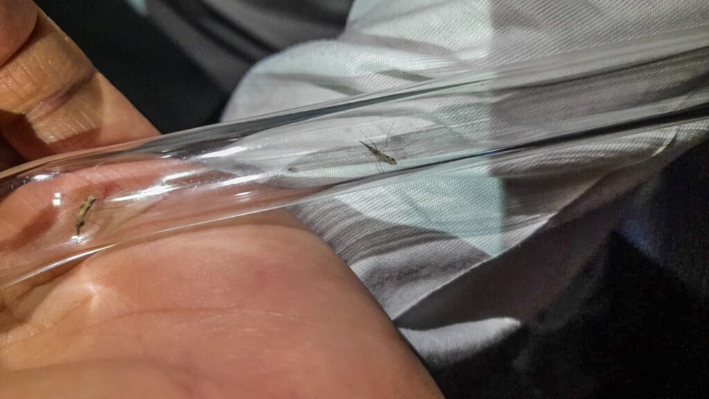 Saúde faz monitoramento permanente para combate à malária