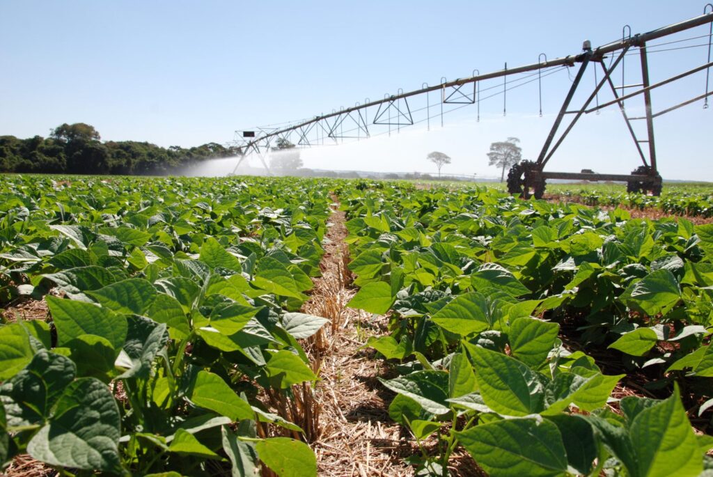 Instituído vazio sanitário do feijão para 57 municípios