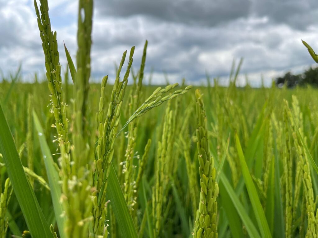 Produção de arroz em Goiás deve ter aumento de 19,6% - Plantação de arroz