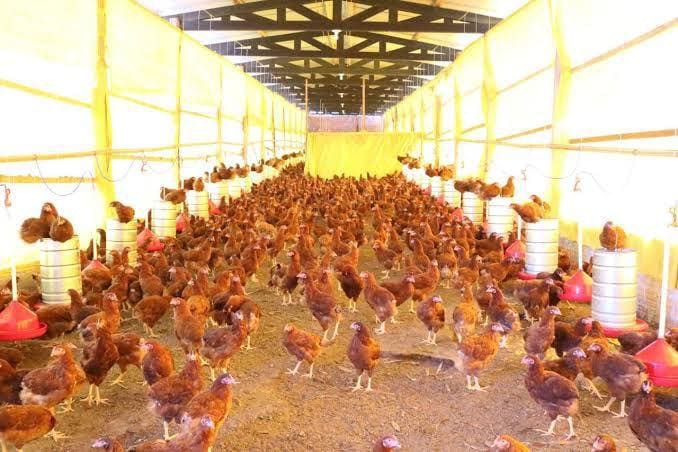 Granja tecnológica investe R$ 120 milhões em Goiás