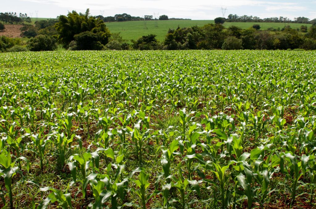 Goiás tem 11 municípios entre os mais prósperos do agronegócio no Brasil