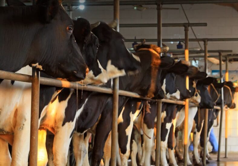 Índice da cesta de derivados lácteos apresenta queda em novembro