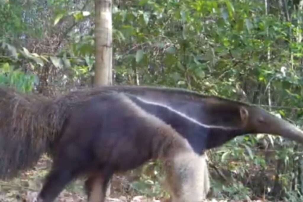 Tamanduá registrado pelo Projeto Bandeiras do Corredor_Semad