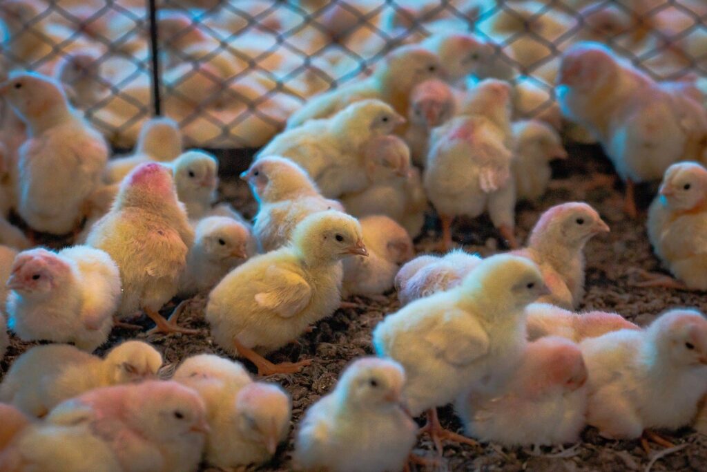 Comércios avícolas têm até sexta para enviar declaração de biosseguridade