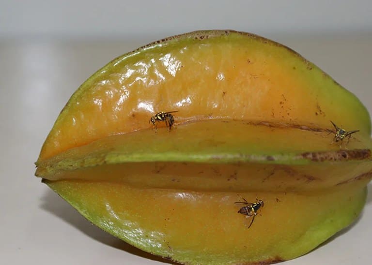 Agrodefesa reforça vigilância para evitar a entrada da mosca-da-carambola em Goiás