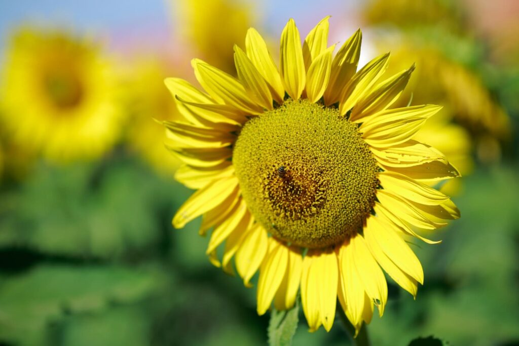 Agrodefesa alerta para prazo de semeadura do girassol