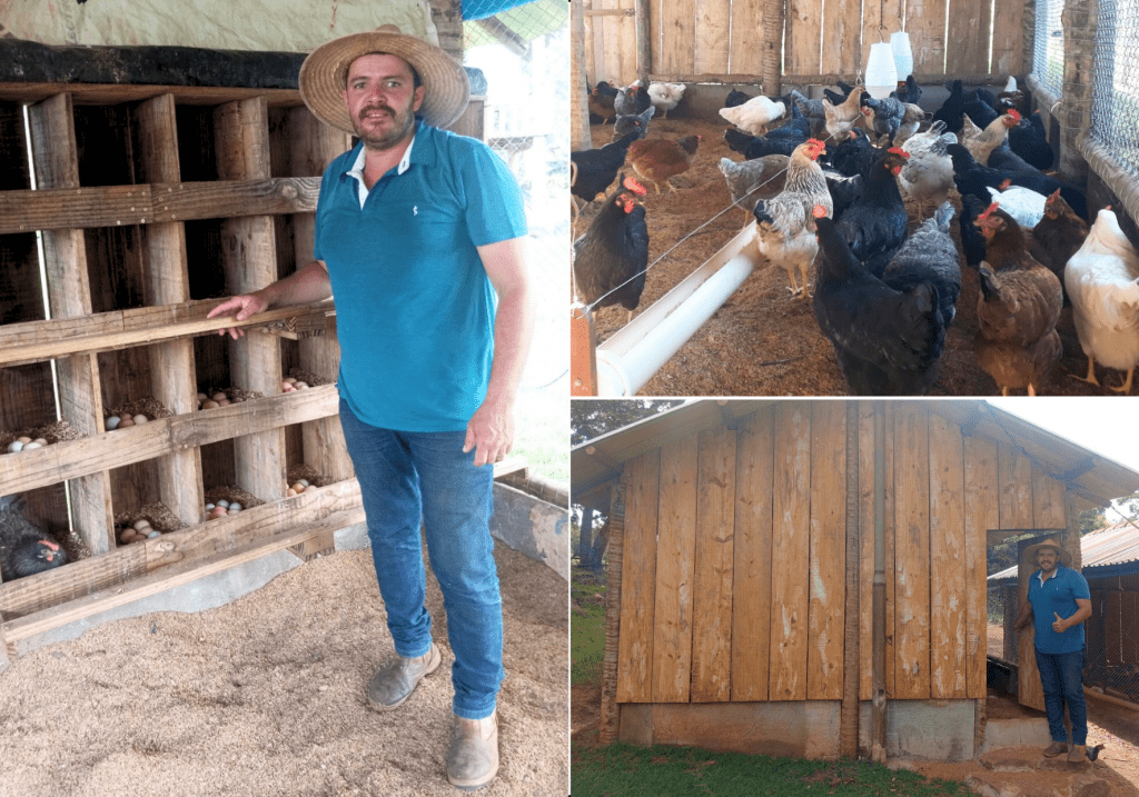 produtor rural na criação de galinhas