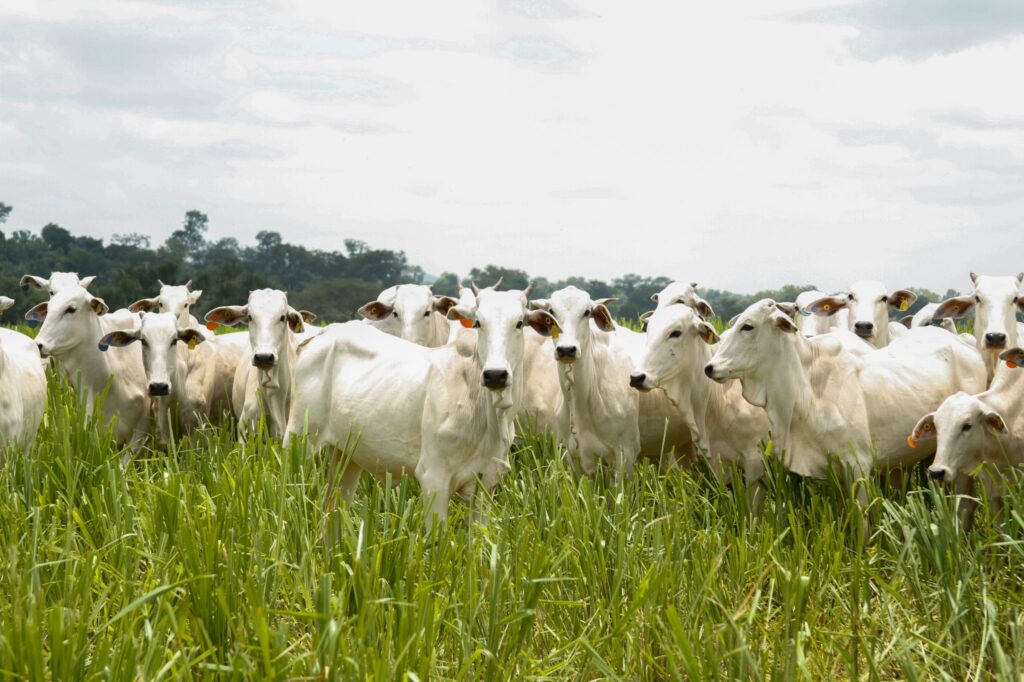 Goiás bate recorde no abate de bovinos em 2024 e se consolida como potência pecuária