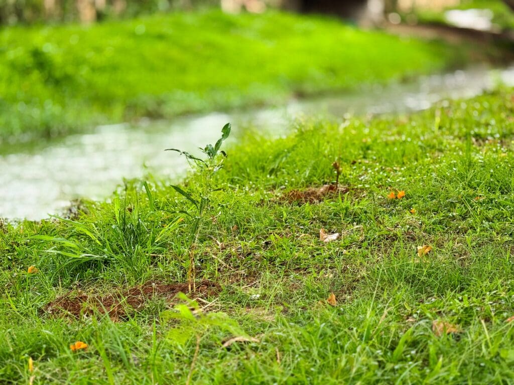 Plantio de 500 mudas de árvores foi realizado para compensar a emissões de gases de efeito estufa geradas pelo evento