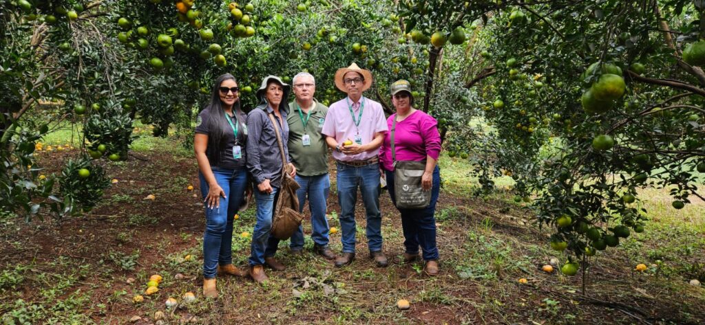 Agrodefesa identifica novas áreas com sintomas de HLB e reforça contenção da praga no Estado