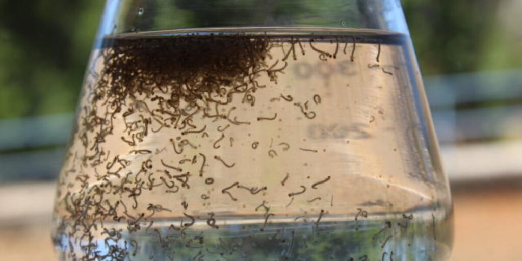 Goiás investe em inovação contra o Aedes aegypti