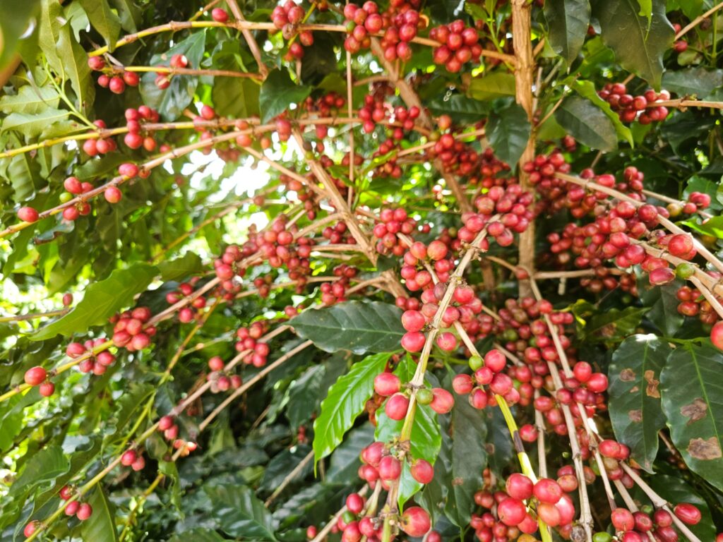 Goiás fomenta pesquisa para impulsionar a cafeicultura regional
