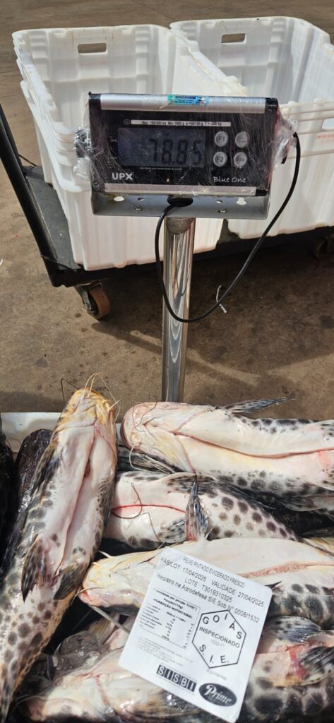 Procon Goiás autua supermercado por comercializar peixes vencidos