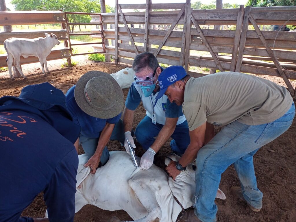Homens vacinando gado