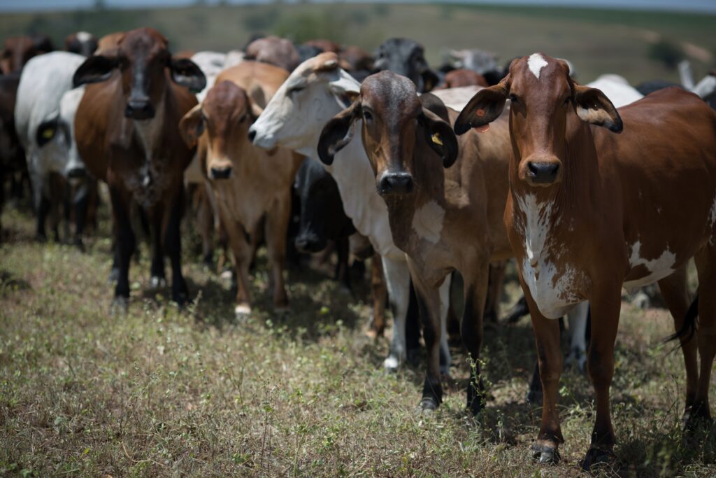 Nova normativa da Agrodefesa reforça controle da brucelose e da tuberculose em Goiás