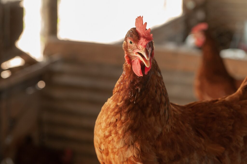Goiás livre de gripe aviária e ações de prevenção