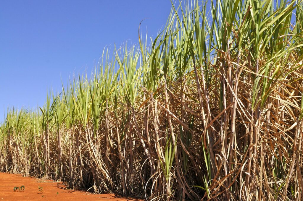 Goiás bate recorde na produção de cana-de-açúcar na safra 2024/25