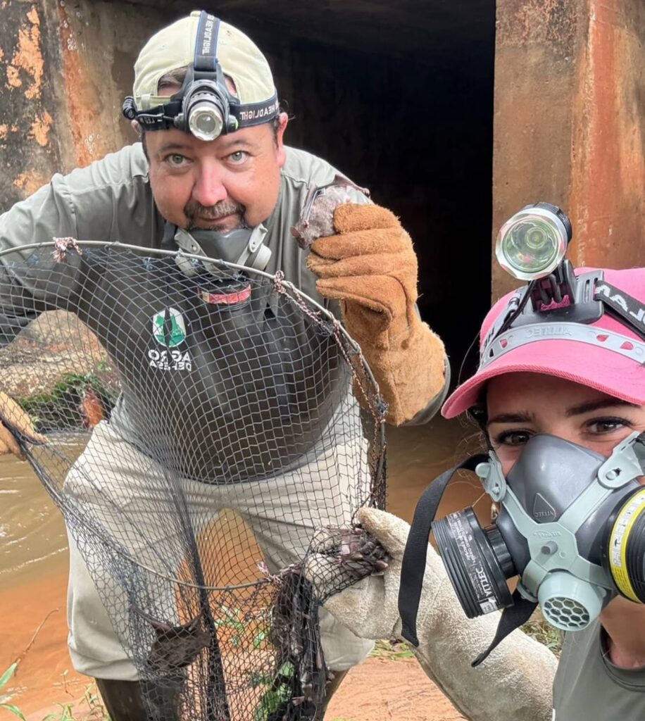 Agrodefesa alerta produtores para risco de raiva dos herbívoros