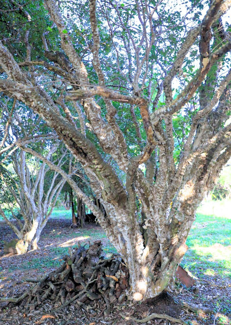 Emater investiga causas da mortalidade de jabuticabeiras em Hidrolândia