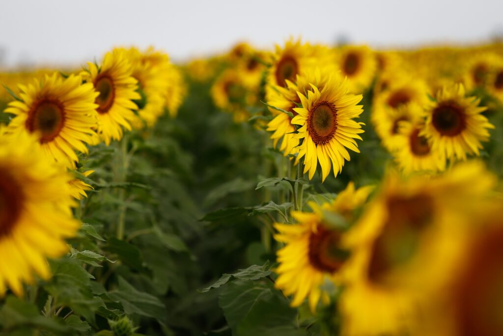 Girassol - Crédito Wenderson Araujo